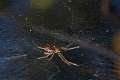 Linyphiidae_0186 1